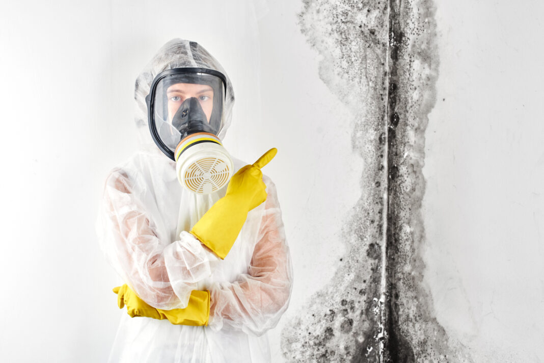 How To Get Rid Of Black Mold In Office?