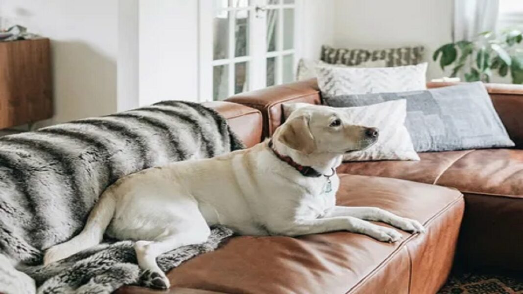 How To Remove Pet Odor From Leather Sofa?