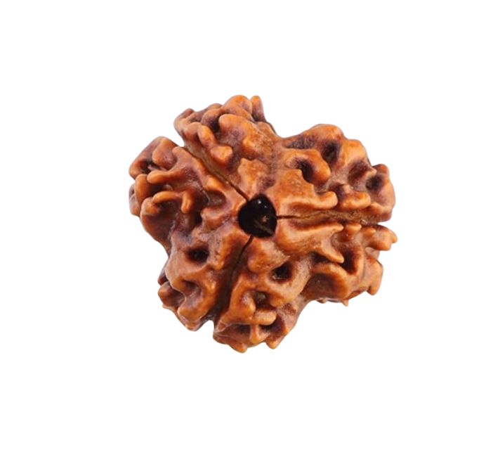 3 Mukhi Rudraksha